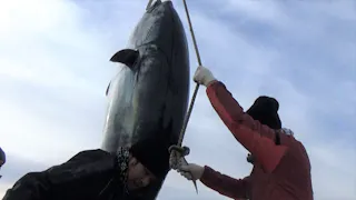 新マグロに賭けた男たち