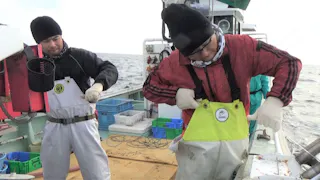 新マグロに賭けた男たち