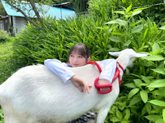 ヤギと大悟