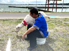 ヤギと大悟