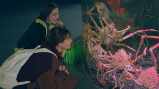 ドラマ２４　今夜すきやきだよ