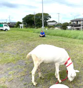 ヤギと大悟