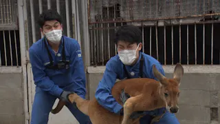 日ビ　凄カワどうぶつ図鑑