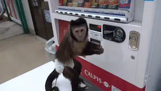 日ビ　凄カワどうぶつ図鑑
