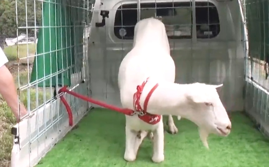 俳優・磯村勇斗をグラビアポーズで誘惑！？ヤギがセクシーすぎる新技