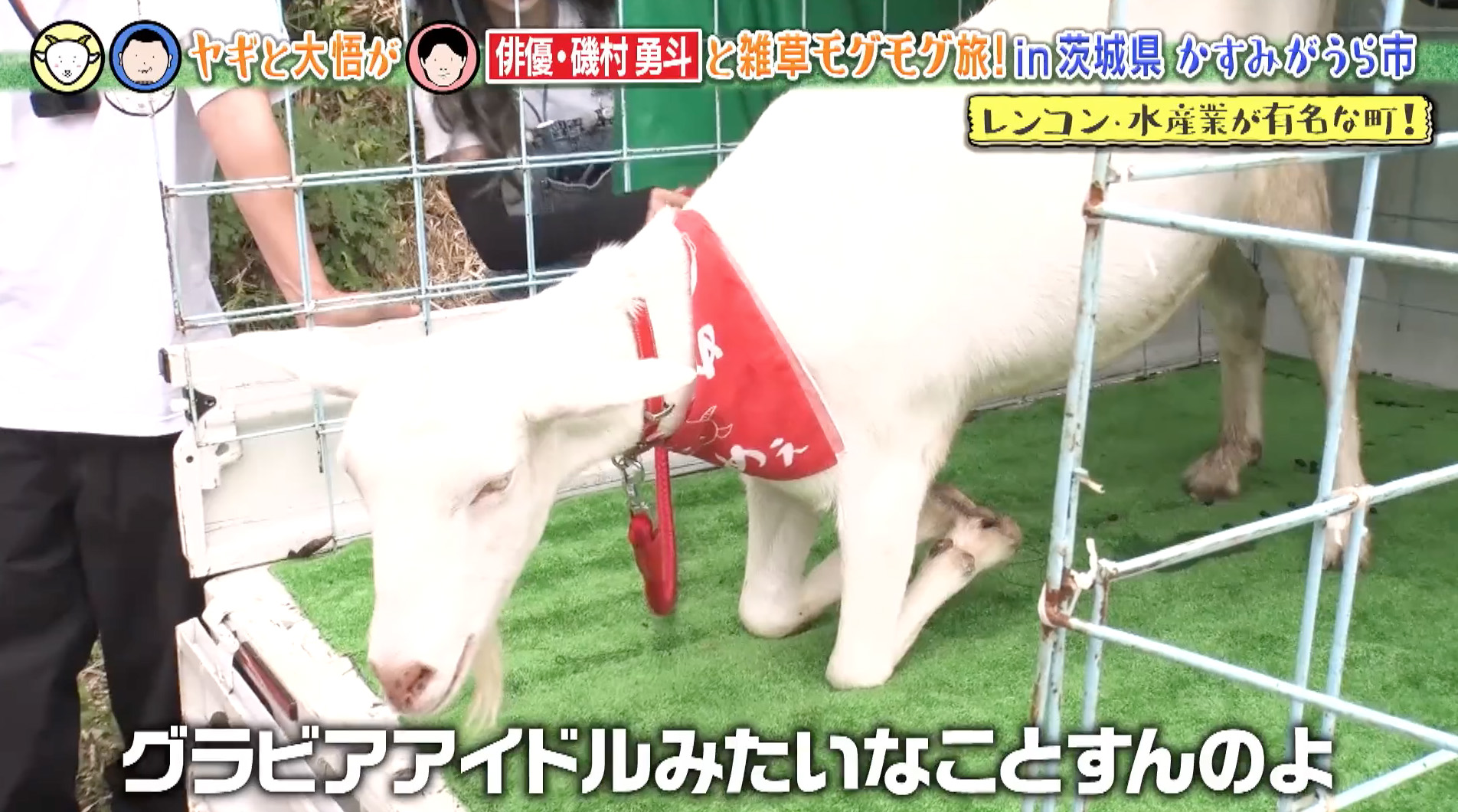 俳優・磯村勇斗をグラビアポーズで誘惑！？ヤギがセクシーすぎる新技