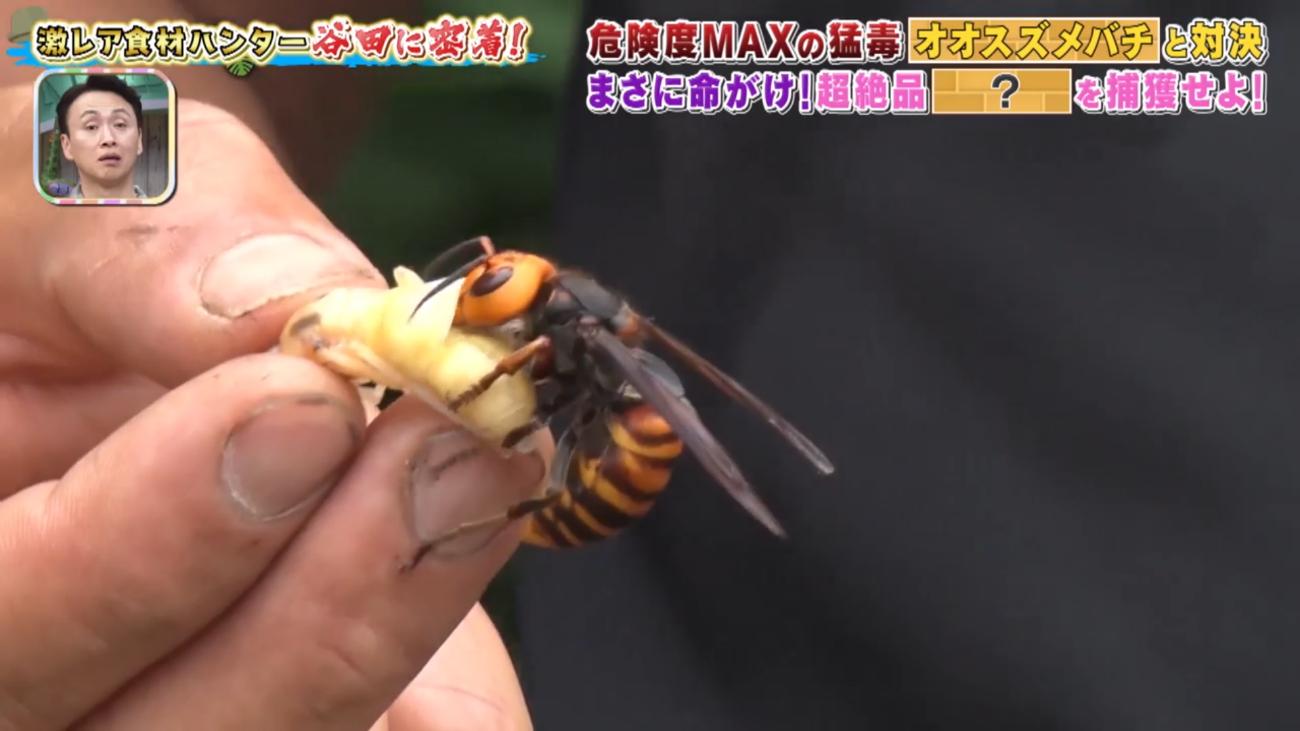 オオスズメバチ＞を素手で捕獲！危険度MAX、命がけで狙う究極の食材