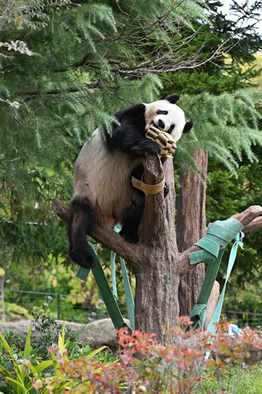 パンダが日本からいなくなる！来年1月の中国返還前に上野動物園へ会い 