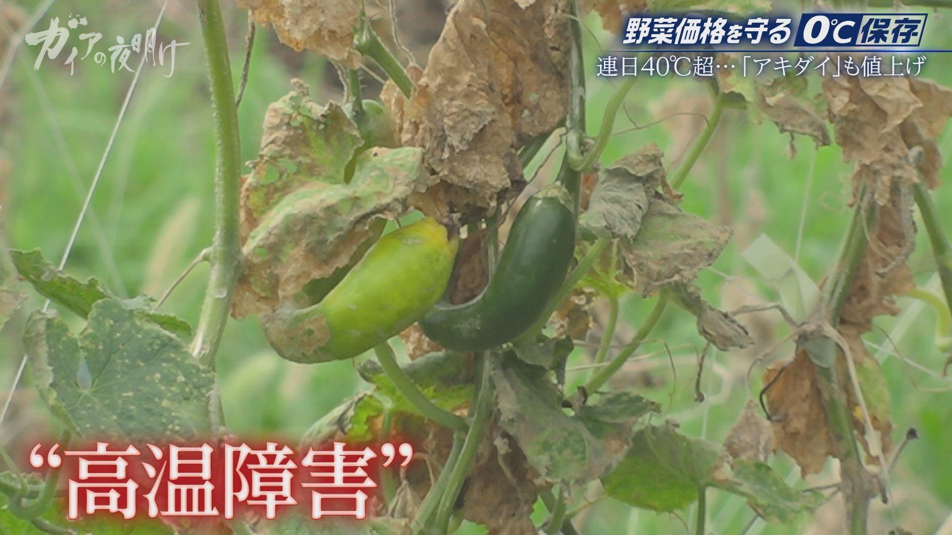 キュウリやトマト…夏野菜が高騰！農家を救う「0℃保存」新冷蔵技術とは