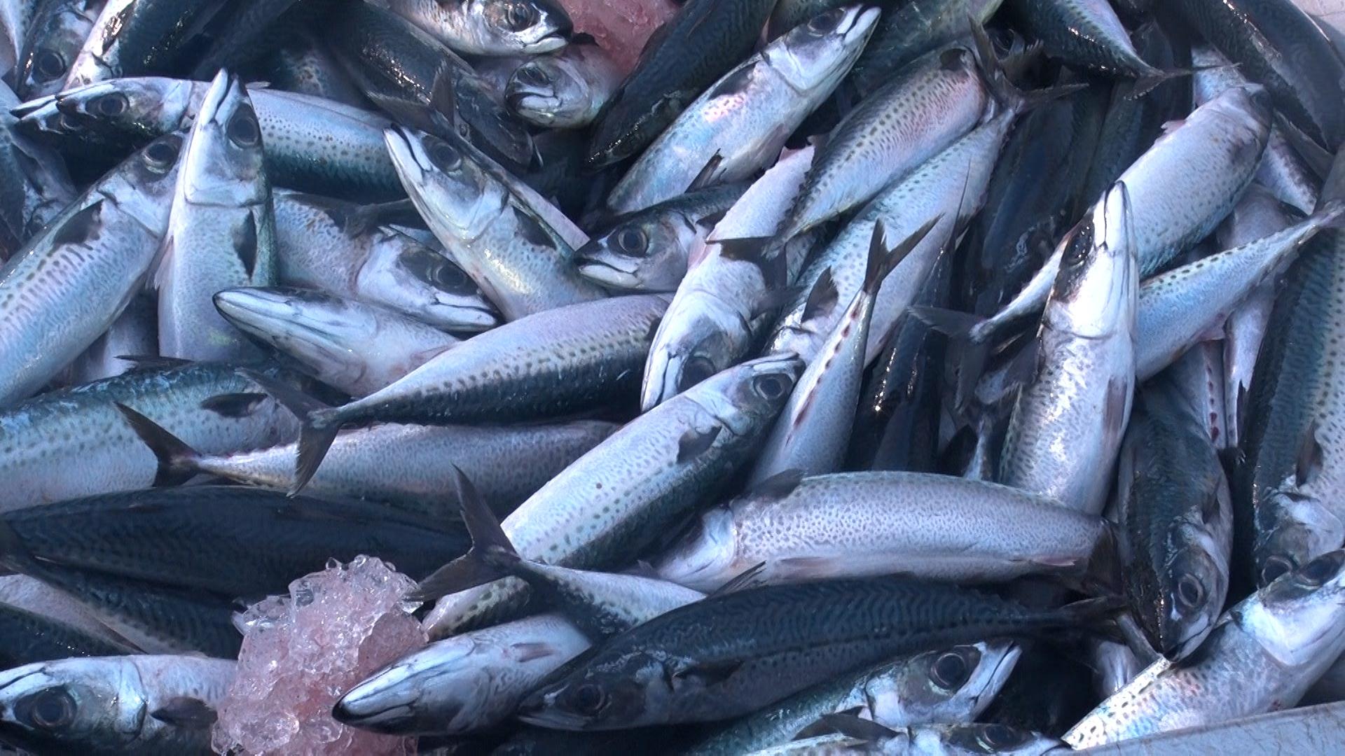 魚群探知機やレーダーで“見えないものを見る”！世界の船を支える「古野