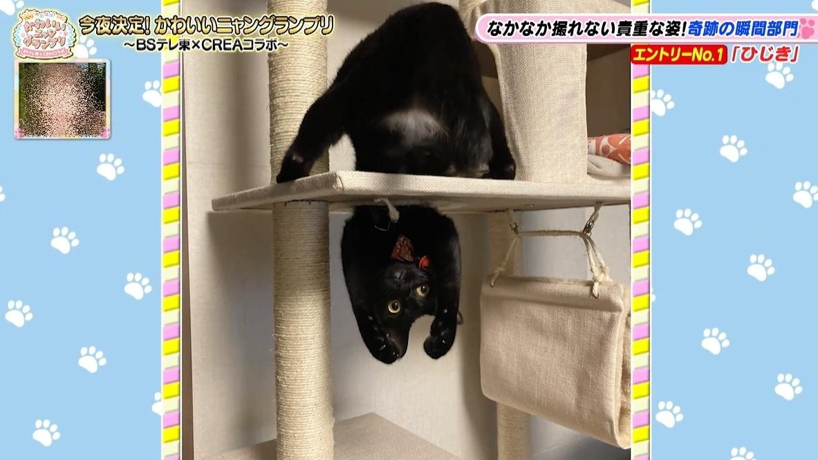かわいい猫ちゃん集合！鉢にスッポリ、逆さに穴にハマる、お手本のよう