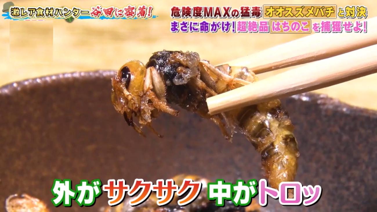 オオスズメバチ＞を素手で捕獲！危険度MAX、命がけで狙う究極の食材