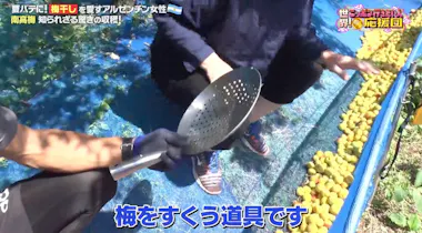 ミナルンさん専用ページ 収穫したての新鮮な梅南高梅 梅干しを愛するアルゼンチン人が、南高梅の知られざる収穫方法に驚き