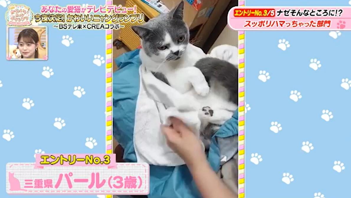 猫ちゃん驚きの表情のワケは…お尻が臭すぎる！？かわいい猫ちゃん動画