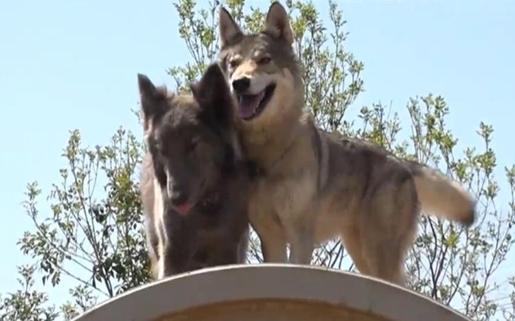 総額5000万円！狼の血を引く“ウルフドッグ”と暮らす家＆赤ちゃん誕生の