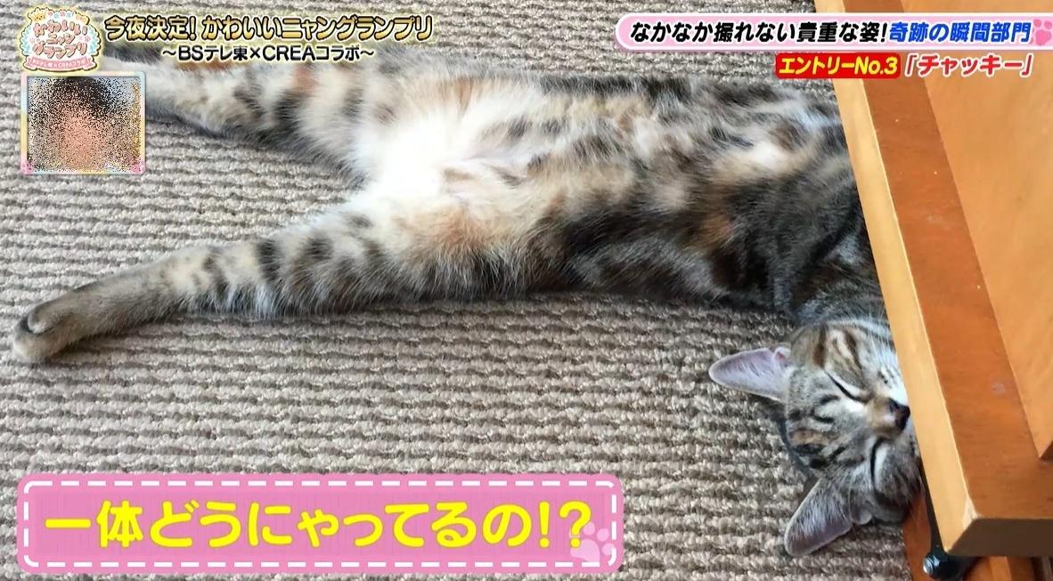 かわいい猫ちゃん集合！鉢にスッポリ、逆さに穴にハマる、お手本のよう