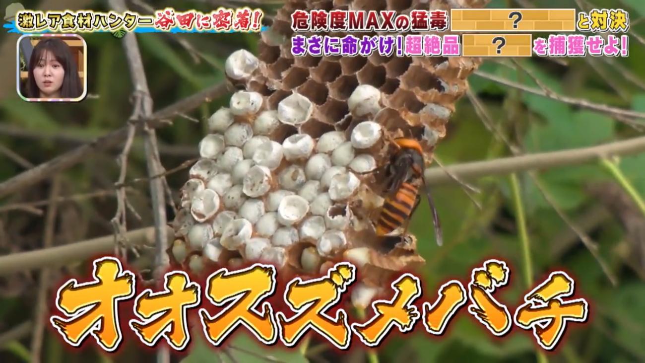 オオスズメバチ＞を素手で捕獲！危険度MAX、命がけで狙う究極の食材