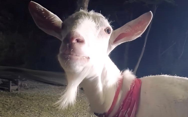 激レア！　内田理央　限定　ステッカー Amazon.co.jp: 貴重レア 内田理央 私立グリグリ学園 公式生写真