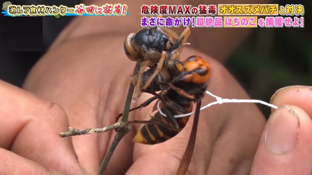 オオスズメバチ＞を素手で捕獲！危険度MAX、命がけで狙う究極の食材