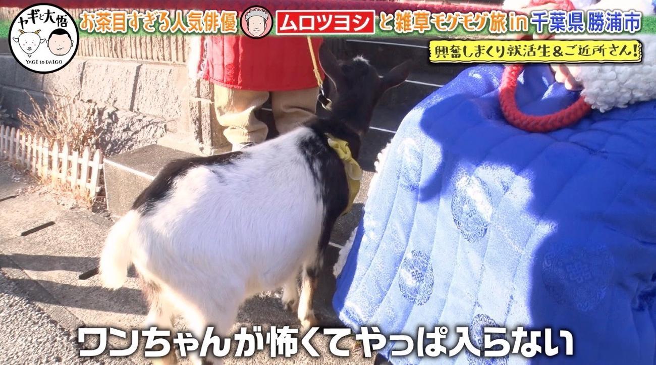 八王子のヤギ様 千鳥・大悟＆ムロツヨシが理想のおっさんずデート♡しかし…重大発表に