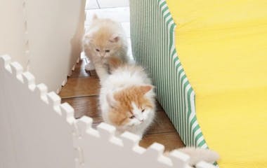 真琴つばさが語る 愛猫・アビィとの絆「猫には“癒やしや幸福感”だけ