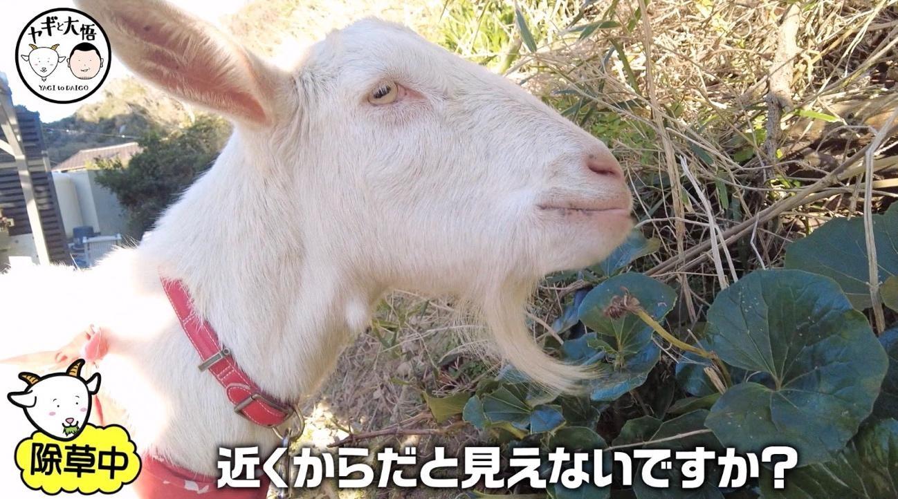 八王子のヤギ様 千鳥・大悟＆ムロツヨシが理想のおっさんずデート♡しかし…重大発表に