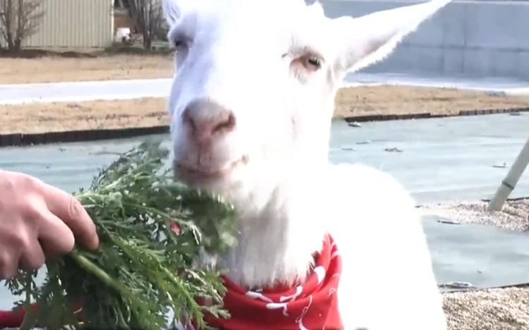 90歳のお父さんの股間を嗅いで咳き込む！？「ヤギと大悟」今週の追い