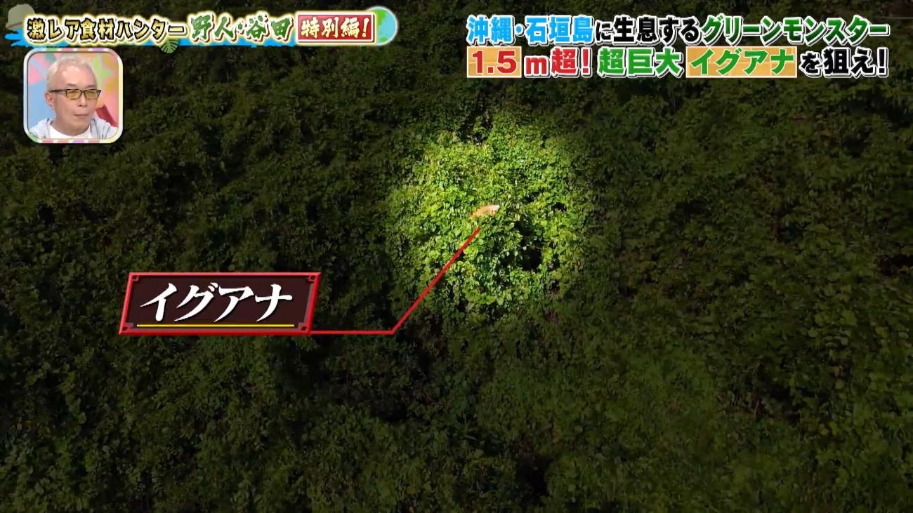 石垣島で繁殖中！ 150cm超＜グリーンモンスター＞野人の死闘：所さんの