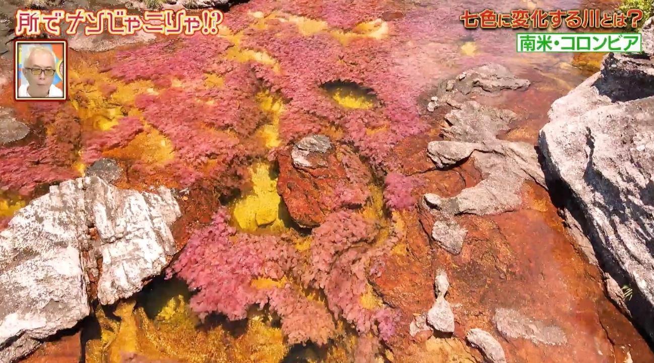 七色に変化！】ある条件が揃わないと見られない“奇跡の川” | テレ東