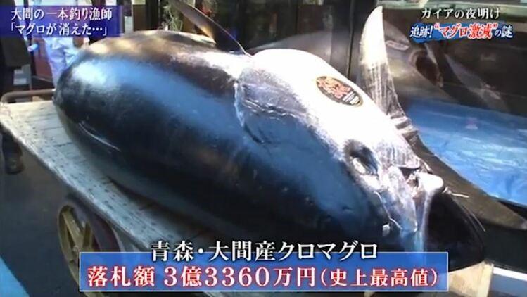 マグロが消えた」大間の漁師がピンチ追跡取材で見えた激減の謎