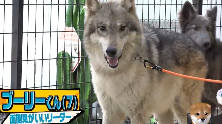 総額5000万円！狼の血を引く“ウルフドッグ”と暮らす家＆赤ちゃん誕生の