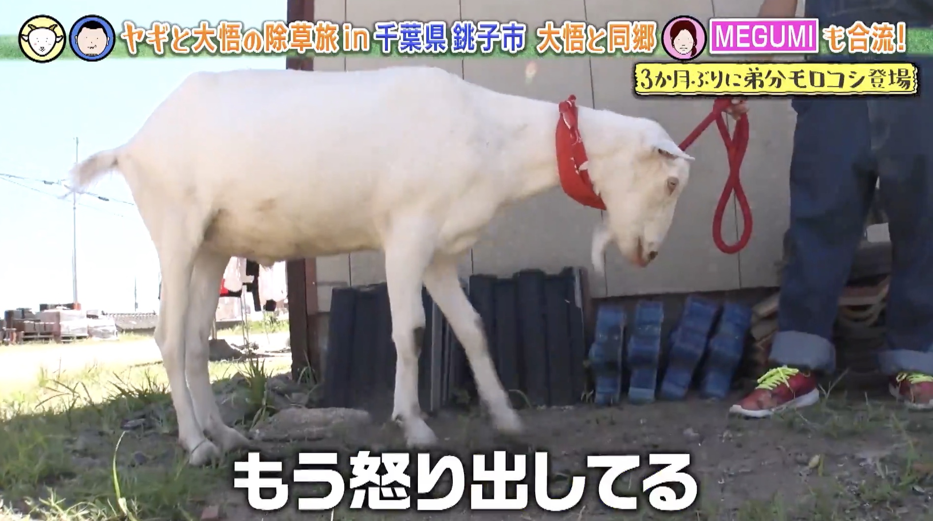 ヤギだよー 風になったヤギ (旺文社創作童話) | 漆原 智良, 横松 桃子 |本 | 通販