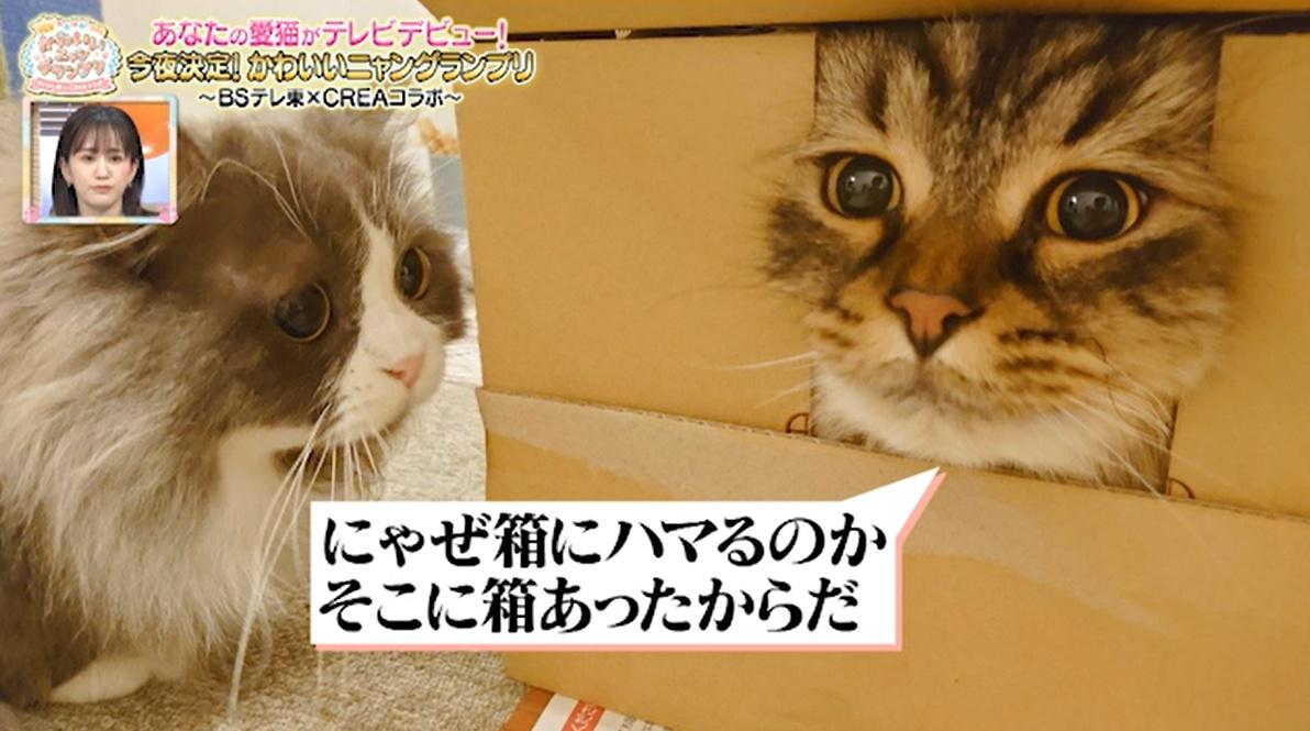 猫ちゃん驚きの表情のワケは…お尻が臭すぎる！？かわいい猫ちゃん動画