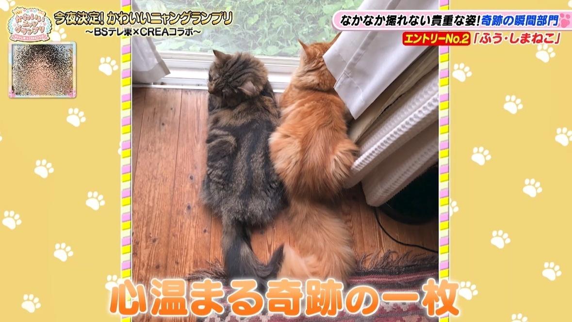 かわいい猫ちゃん集合！鉢にスッポリ、逆さに穴にハマる、お手本のよう