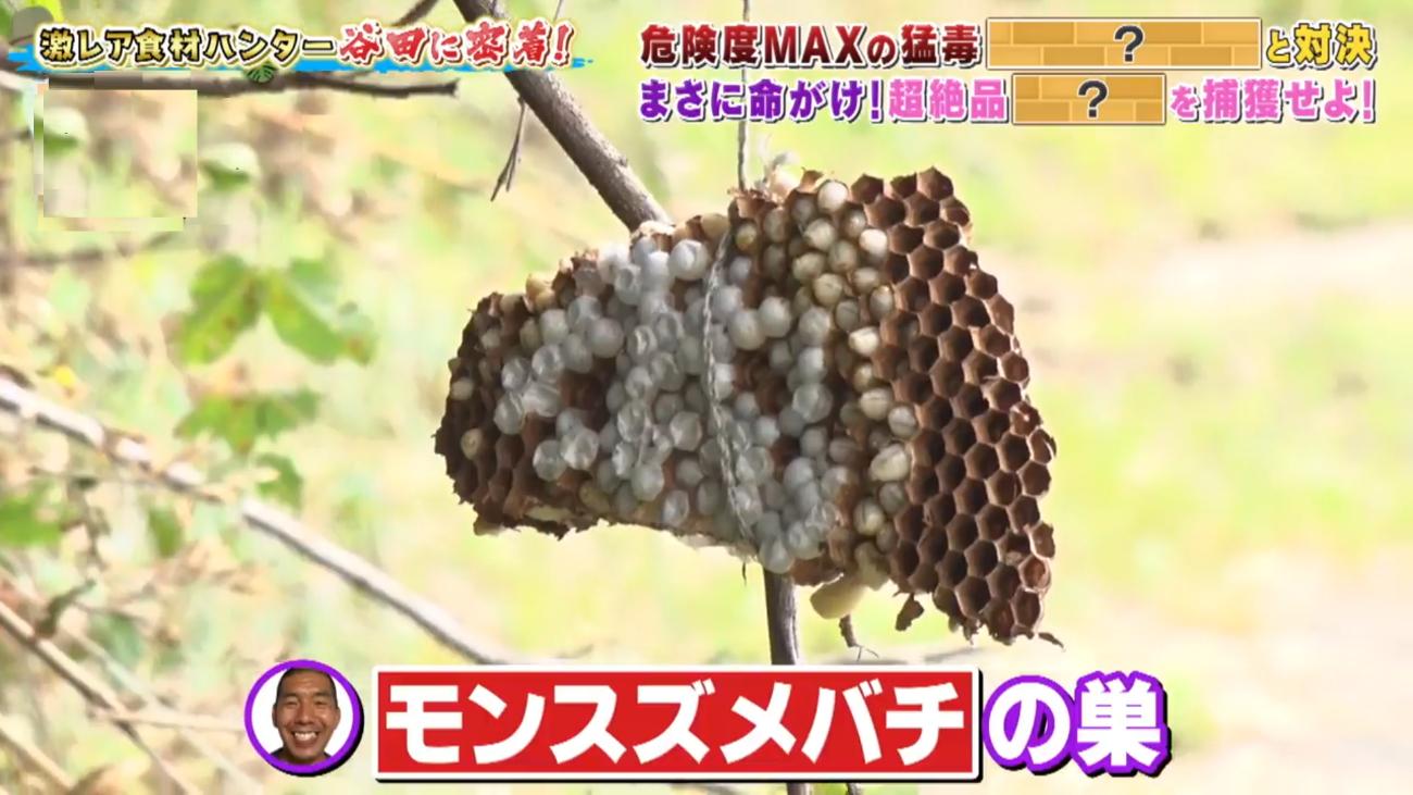 オオスズメバチ＞を素手で捕獲！危険度MAX、命がけで狙う究極の食材