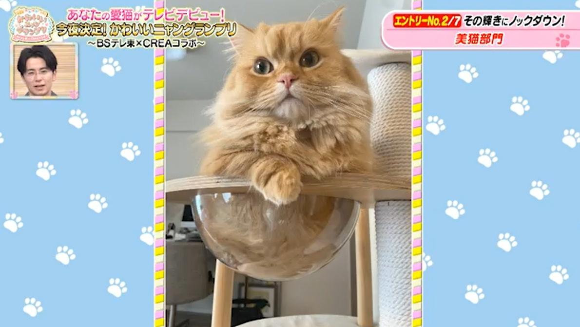 猫ちゃん驚きの表情のワケは…お尻が臭すぎる！？かわいい猫ちゃん動画