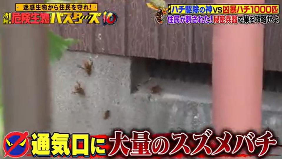 鬼軍曹・村井美樹が「キイロスズメバチ」の巨大巣に立ち向かう！そこに