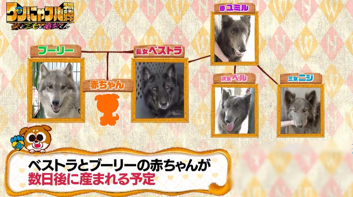 総額5000万円！狼の血を引く“ウルフドッグ”と暮らす家＆赤ちゃん誕生の