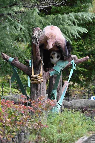 パンダが日本からいなくなる！来年1月の中国返還前に上野動物園へ会い 