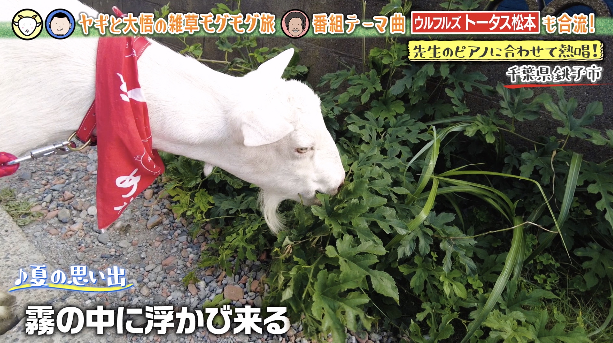 ずぶ濡れパンイチ男×トータス松本×ヤギ、潮風に吹かれてお散歩