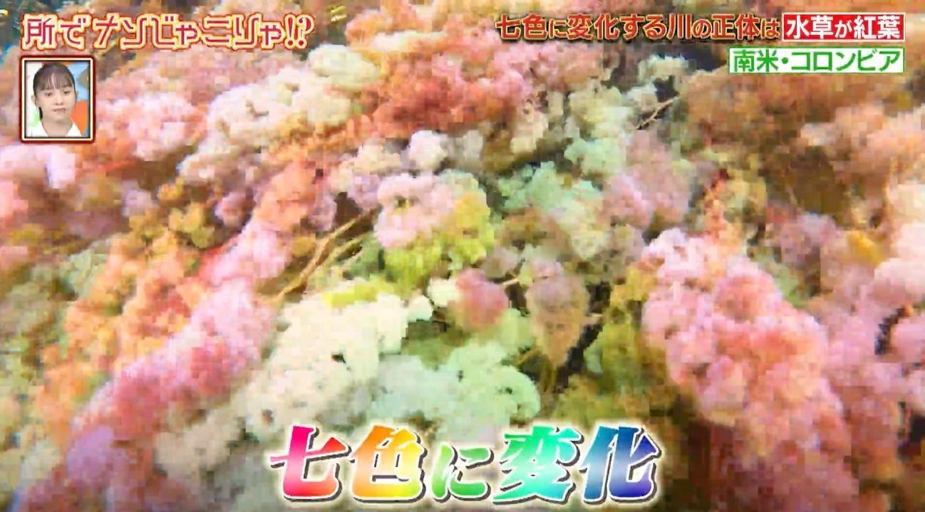 七色に変化！】ある条件が揃わないと見られない“奇跡の川” | テレ東
