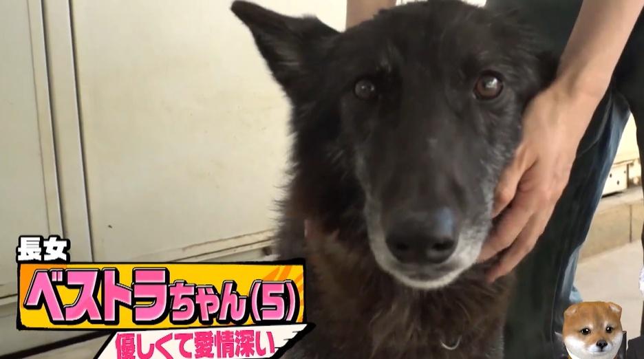 総額5000万円！狼の血を引く“ウルフドッグ”と暮らす家＆赤ちゃん誕生の