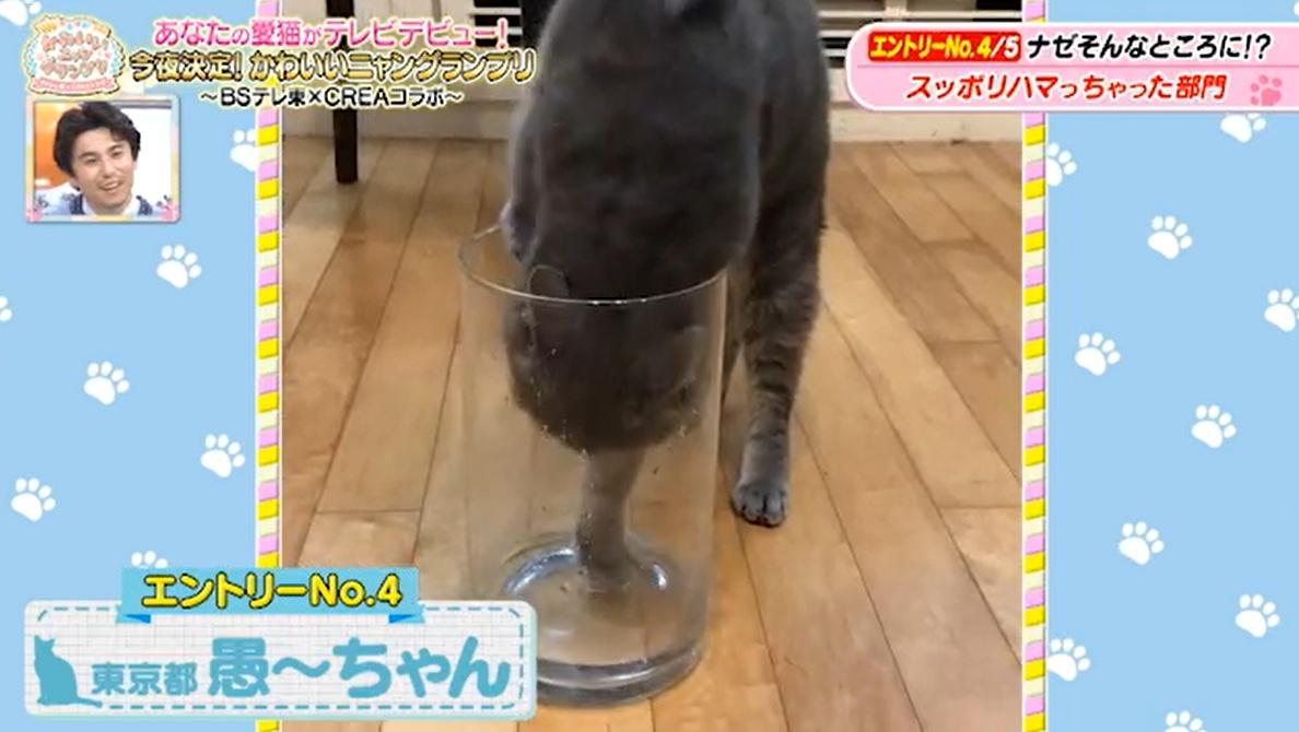 猫ちゃん驚きの表情のワケは…お尻が臭すぎる！？かわいい猫ちゃん動画