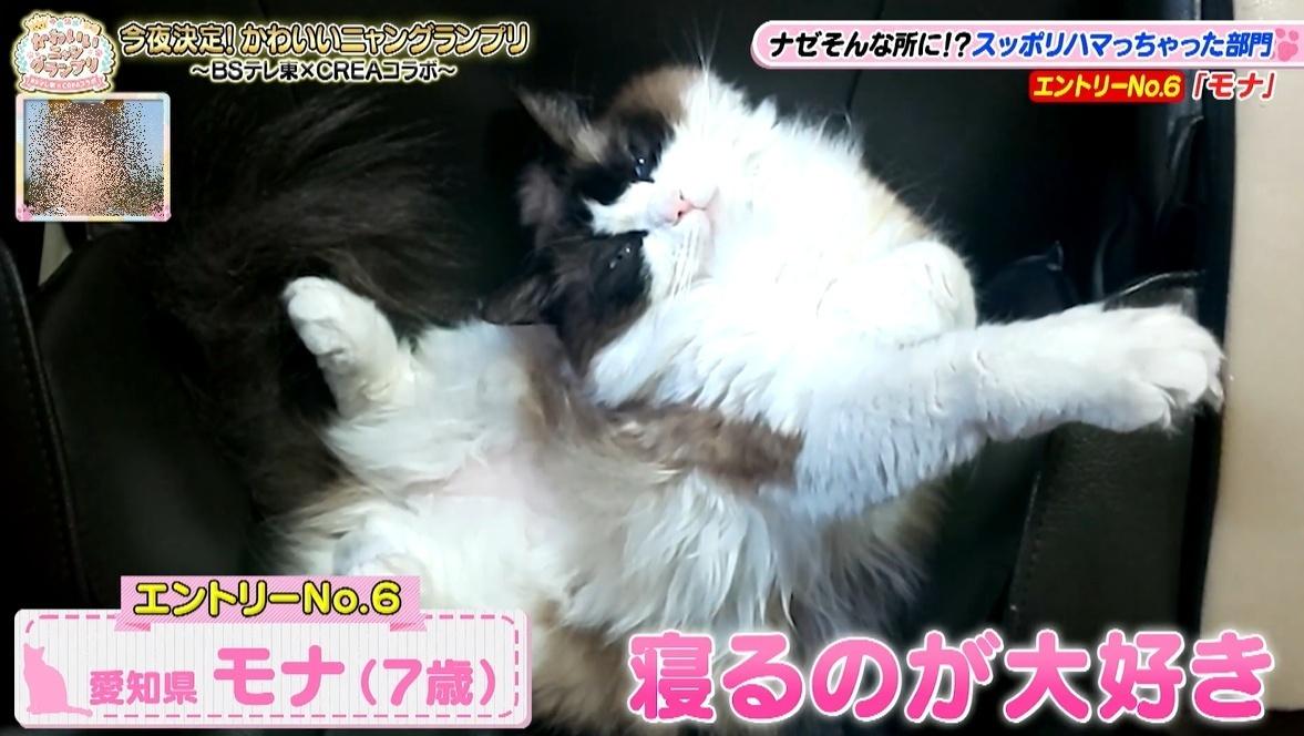 かわいい猫ちゃん集合！鉢にスッポリ、逆さに穴にハマる、お手本のよう