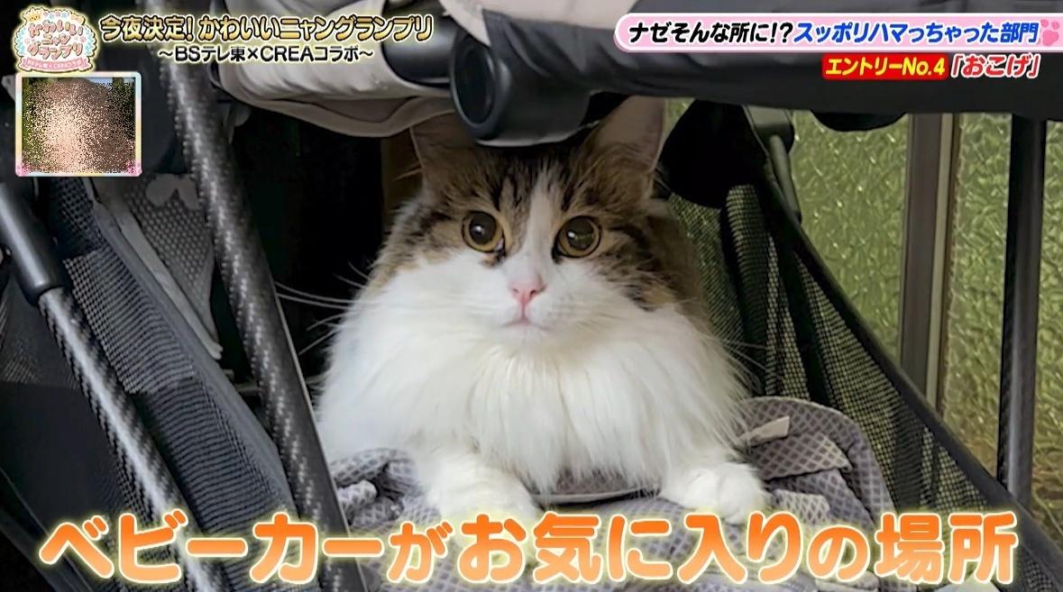かわいい猫ちゃん集合！鉢にスッポリ、逆さに穴にハマる、お手本のよう
