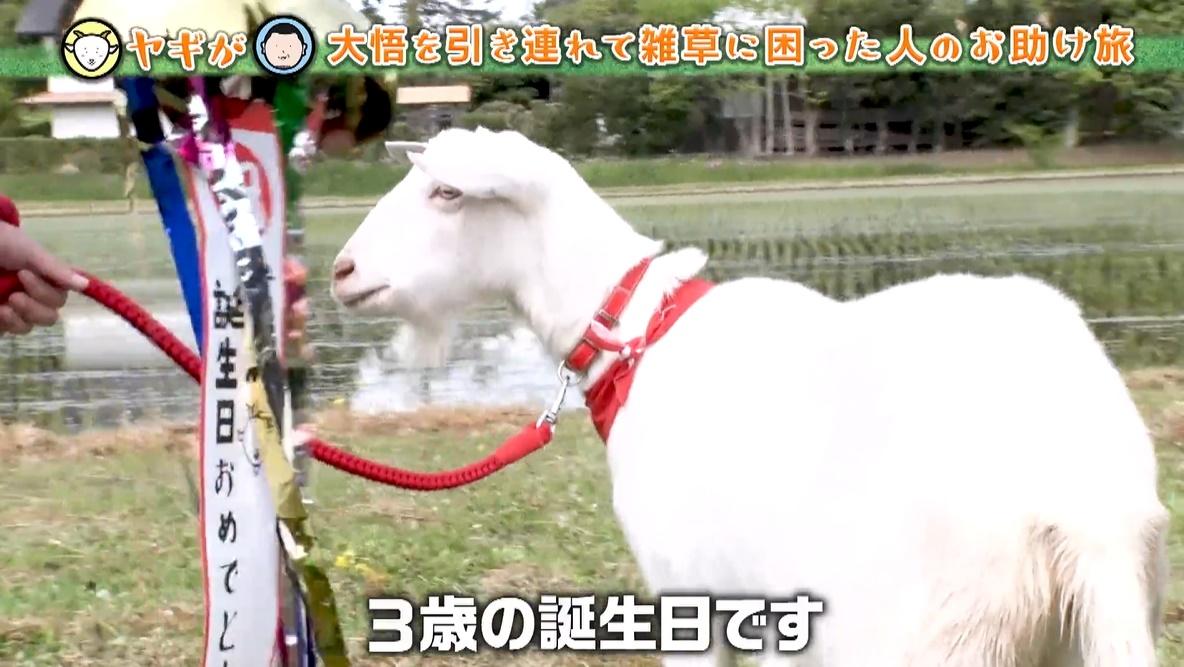 千鳥・大悟も驚く「さんまさんみたいになって」ポポ新技“ミカン芸”披露