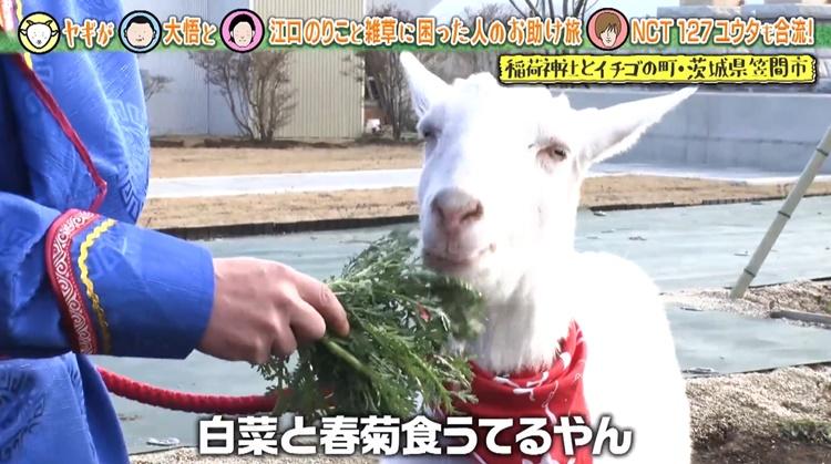 90歳のお父さんの股間を嗅いで咳き込む！？「ヤギと大悟」今週の追い