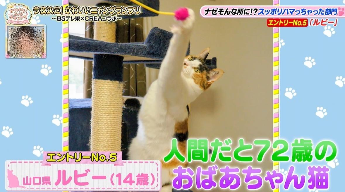 かわいい猫ちゃん集合！鉢にスッポリ、逆さに穴にハマる、お手本のよう