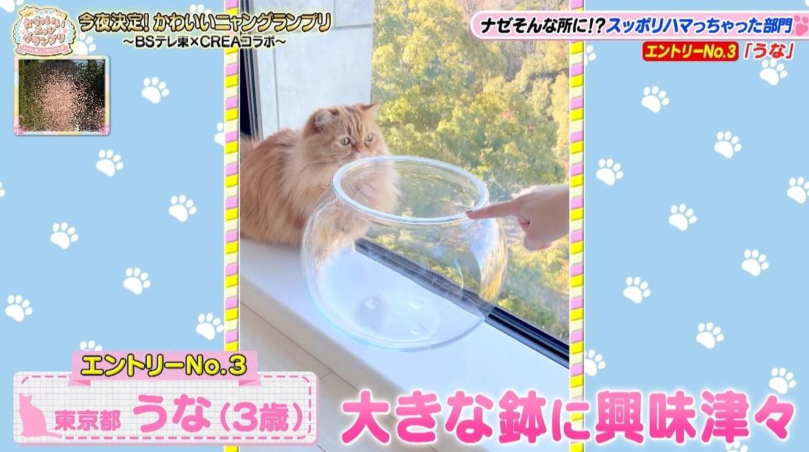 かわいい猫ちゃん集合！鉢にスッポリ、逆さに穴にハマる、お手本のよう