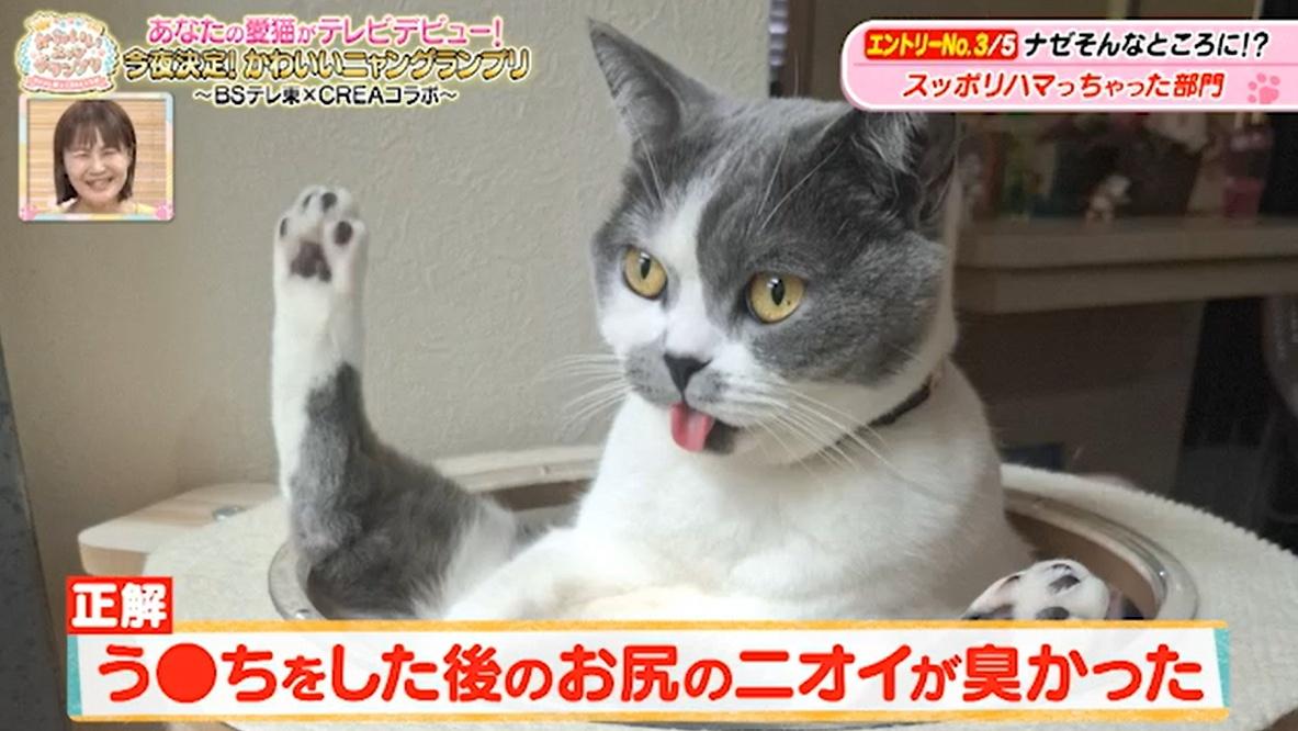 猫ちゃん驚きの表情のワケは…お尻が臭すぎる！？かわいい猫ちゃん動画